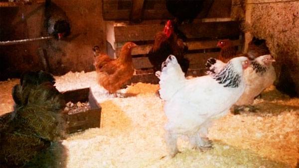 Подстилка для курятника с бактериями: ферментационная, био, глубокая и несменяемая