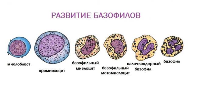 Какие показатели у крови и мочи при воспалении легких