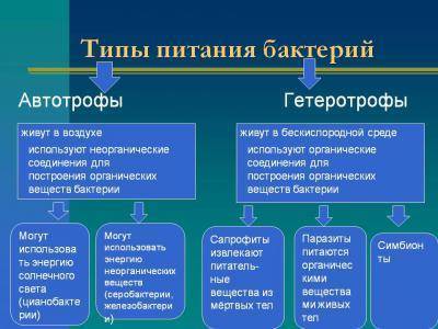 Заболевания, вызываемые бактериями у человека. список, симптомы и лечение