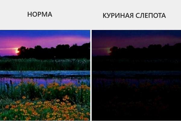 Куриная слепота: где притаилась угроза?