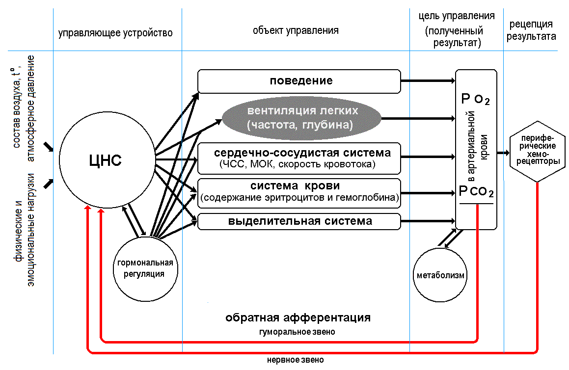 Гомеостаз — википедия