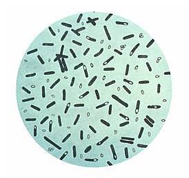 Клостридия, clostridium, клостридиоз: характеристика, анализы, лечение