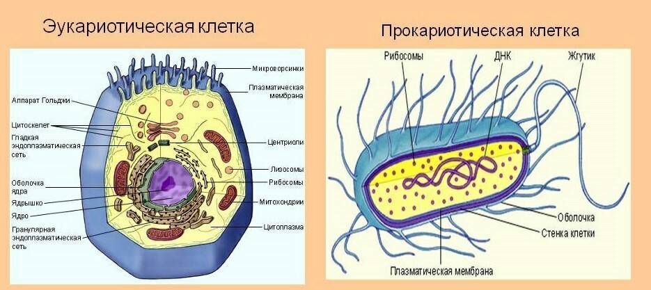 Имеют ли бактерии ядро, или особенности строения прокариотических клеток