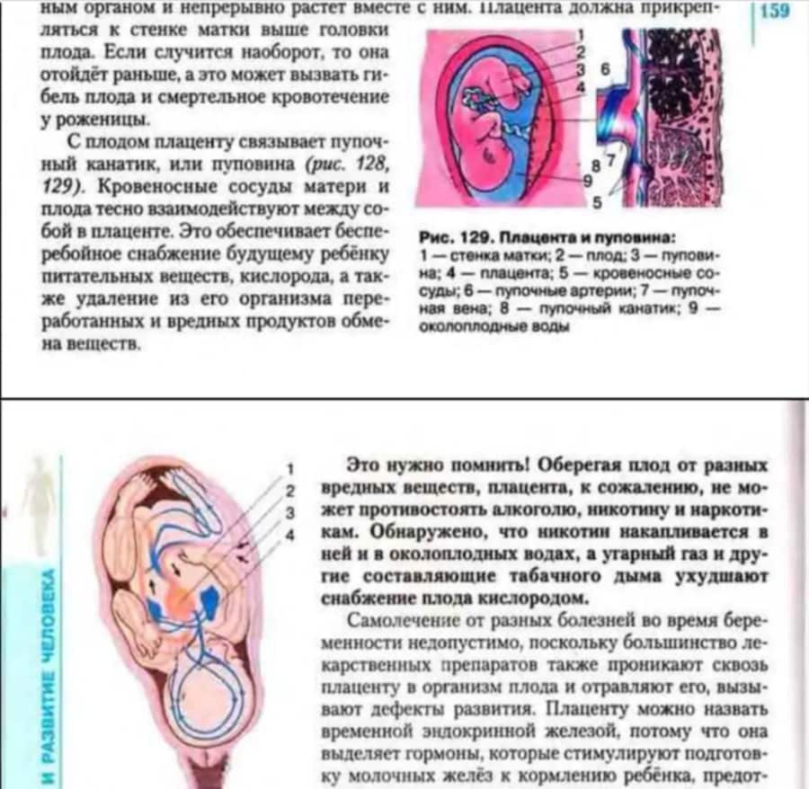 Симптомы токсикоза и первые признаки