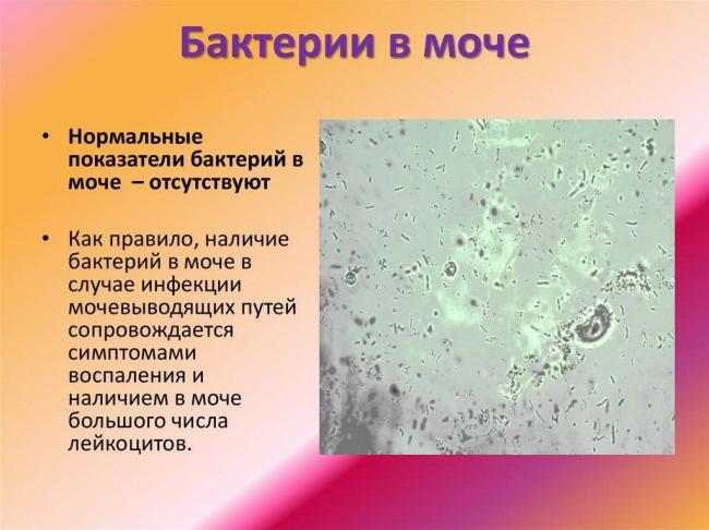 Бактерии в анализе мочи – причины и расшифровка результата
