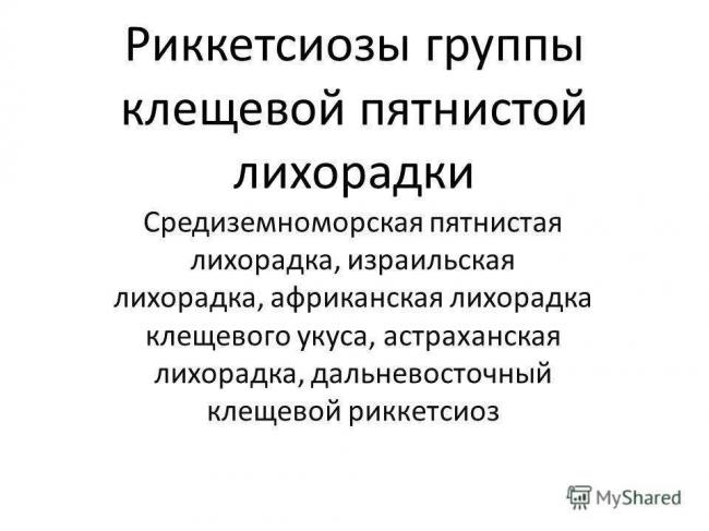 Подробно о риккетсиях – причине эпидемий