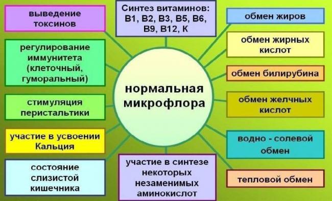 Кишечная палочка это бактерия или вирус