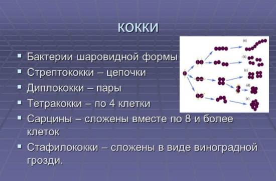 Кокки
