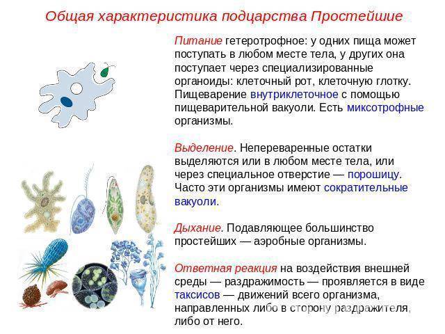 Водоросли сине зеленые — необходимо бороться сразу!