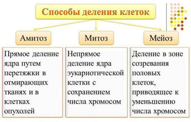 Способность бактерий к половому размножению. инфекции, передающиеся половым путем