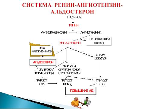 Роль почек в регуляции артериального давления. ренин. антигипертензивные гуморальные факторы почек. феномен «давление—натрийурез—диурез».
