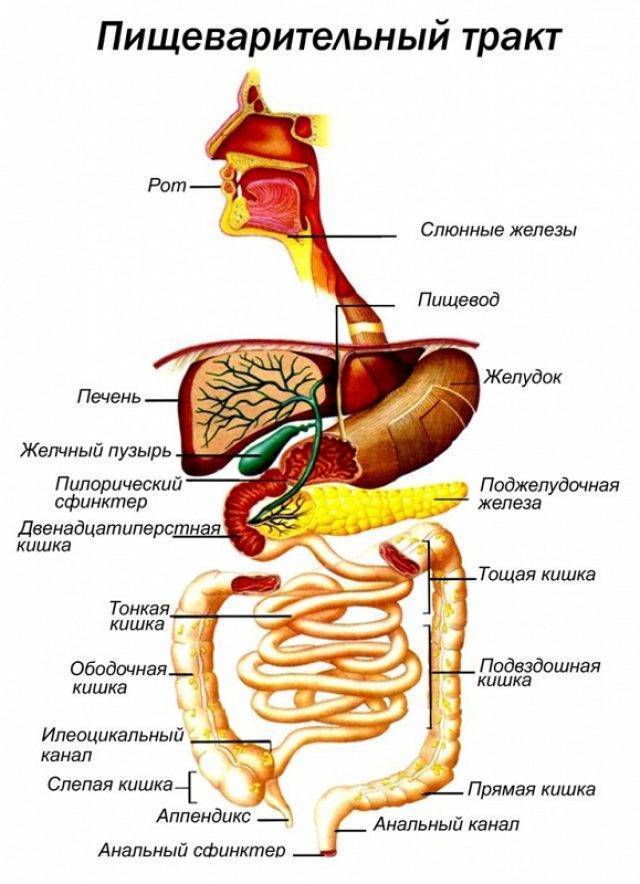 Фосфалюгель Phosphalugel - инструкция по применению