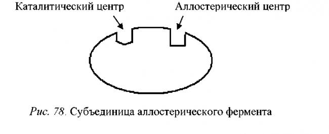 Для чего нужны ферменты бактериям, их польза и вред для человека