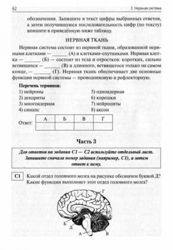 Нервная система - что это такое? какие функции у нервной системы?