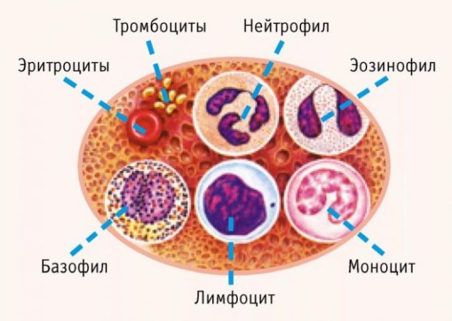Повышенные эозинофилы в крови у ребенка