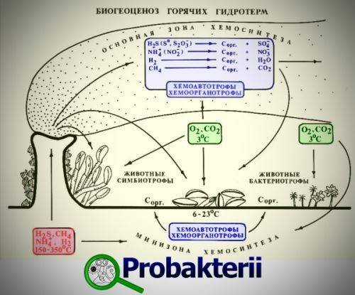 Где чаще обитают бактерии-хемосинтетики?