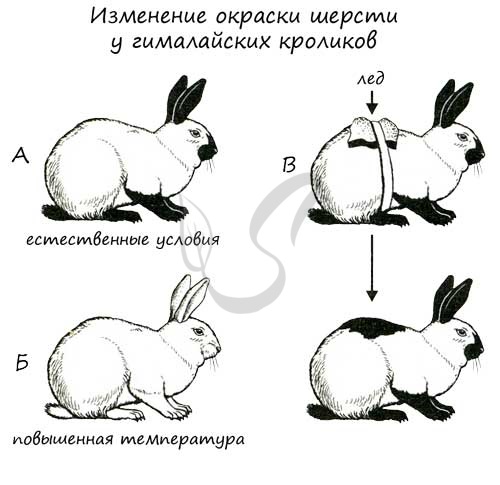 Наследственная изменчивость. комбинативная и мутационная изменчивость