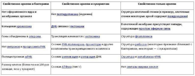 Эукариоты — википедия с видео // wiki 2