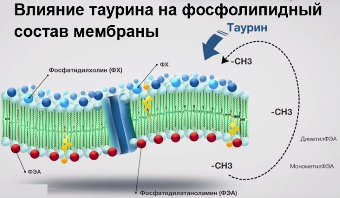 Кардиоактив Эвалар: инструкция по применению, цена и отзывы