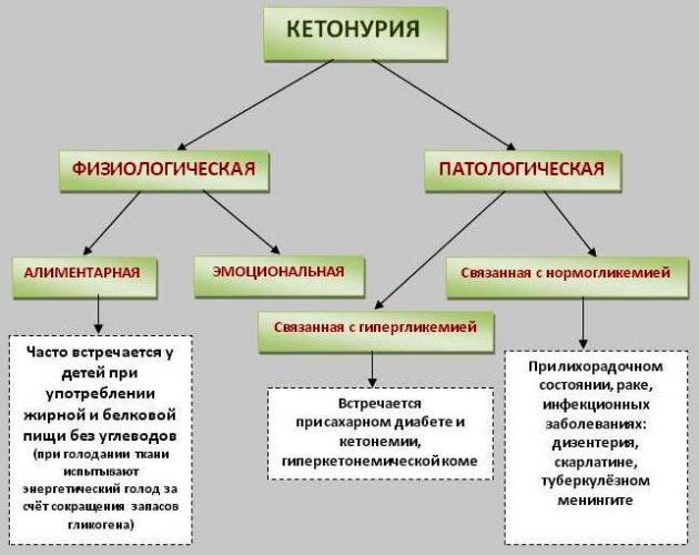 Кетоновые тела (кетоны) в моче при беременности: причины, симптомы, лечение, диета