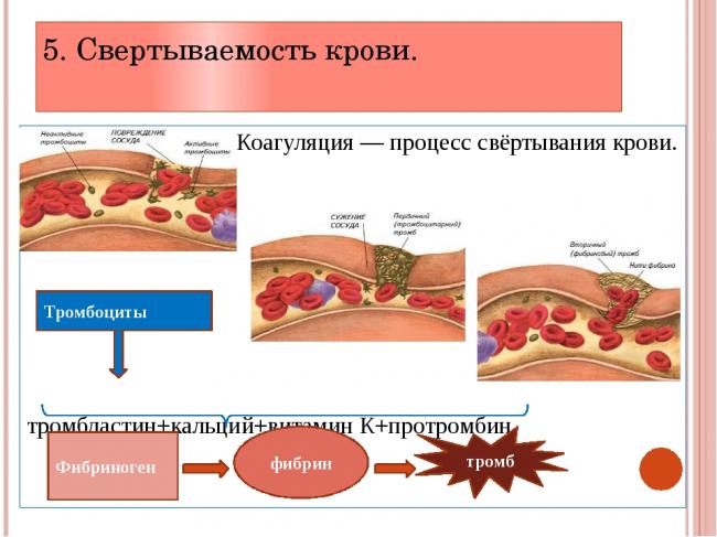 Основная функция тромбоцитов