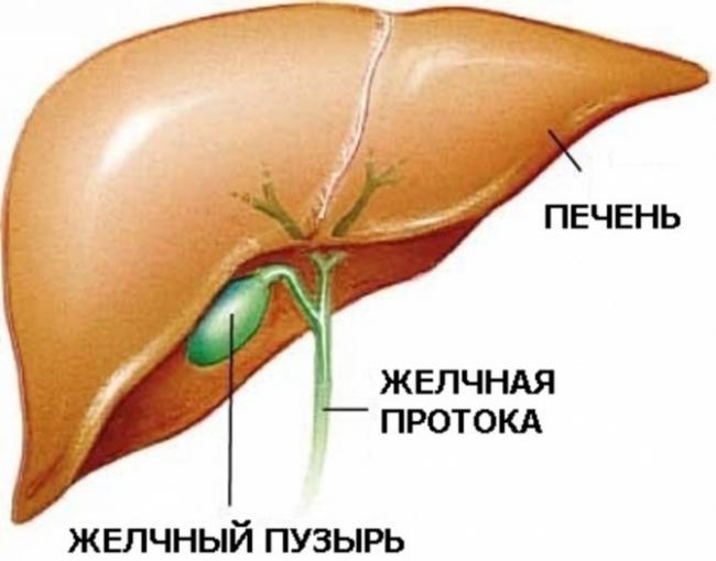 Раствор «хофитол»: инструкция по применению для детей