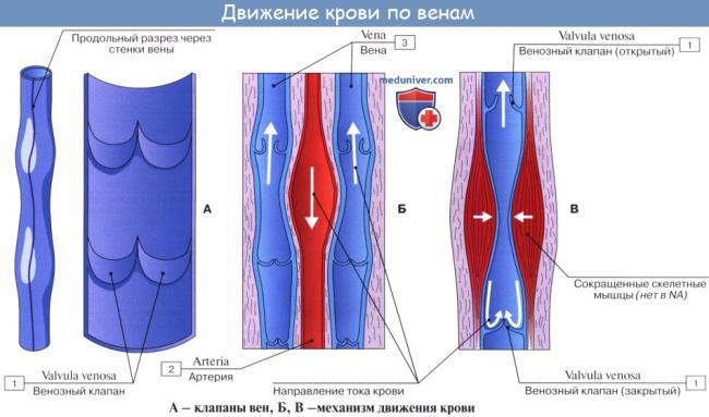 Тест по теме сердце и сосуды