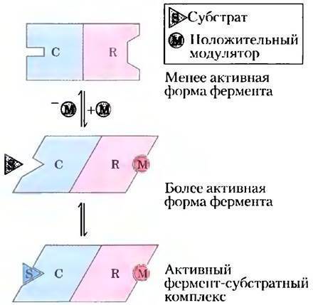 Для чего нужны ферменты бактериям, их польза и вред для человека