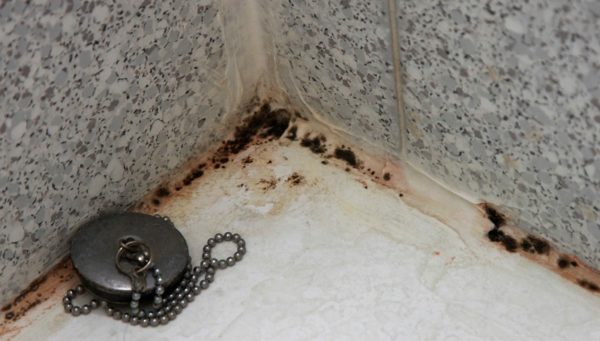 Стиральная машинка может быть рассадником опасной для здоровья плесени