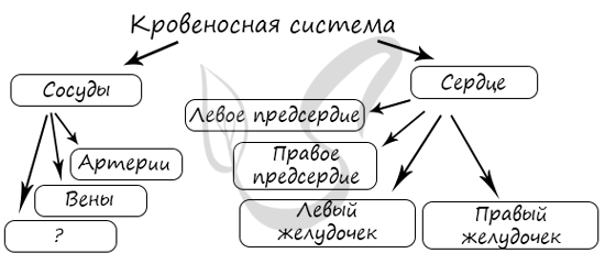 Анатомия: закономерности распределения вен