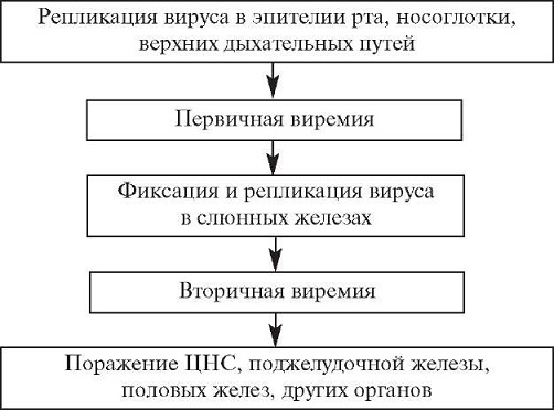 Эпидемический паротит: симптомы, лечение, осложнения и профилактика