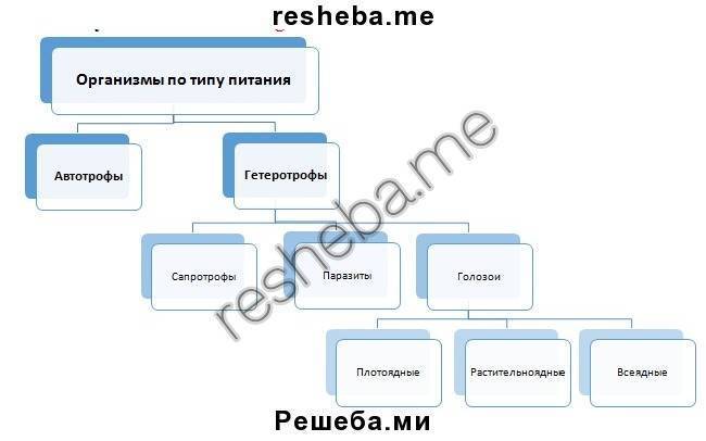 Автотрофные бактерии: классификация, размножение, спорообразование и распространение бактерий