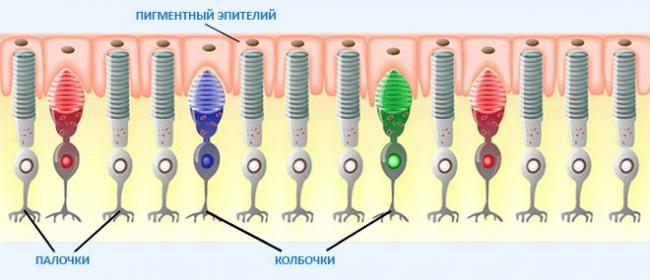 Куриная слепота