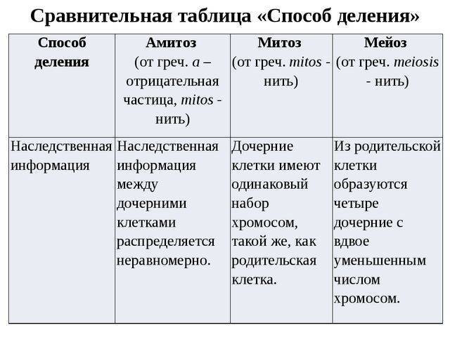 Размножаются бактерии путем деления и делают это очень быстро