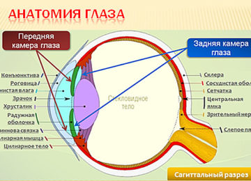 Кетоновые тела в моче при беременности – патология или вариант нормы?
