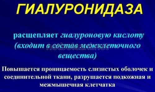 Лонгидаза лиофилизат - официальная инструкция по применению