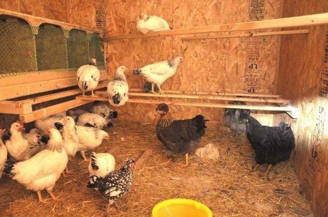 Делаем ферментационную подстилку самостоятельно