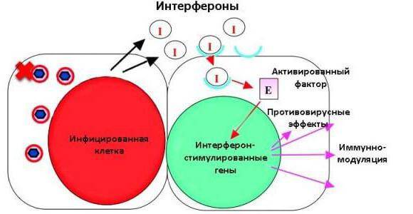 Интерфероны препараты список