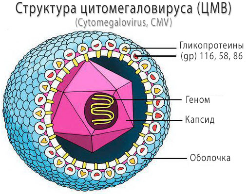 Цитомегаловирусная инфекция