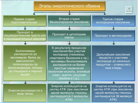Особенности обмена веществ на разных этапах возрастного развития