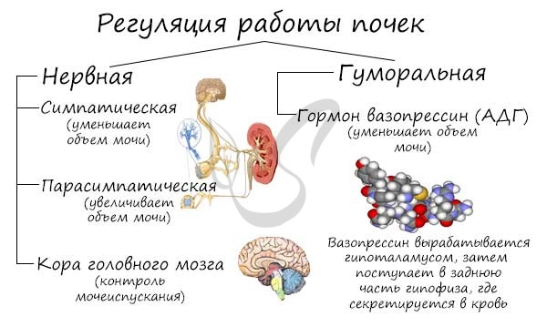 Влияние сывороточного белка на кровяное давление
