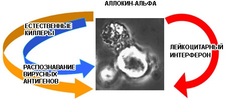 Аллокин-альфа: инструкция по применению