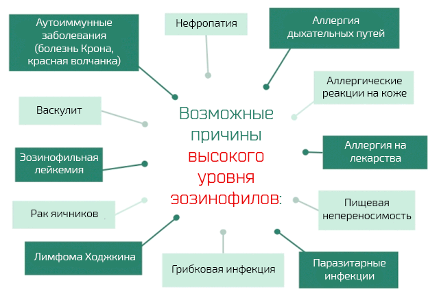 Пониженные эозинофилы у ребенка в крови