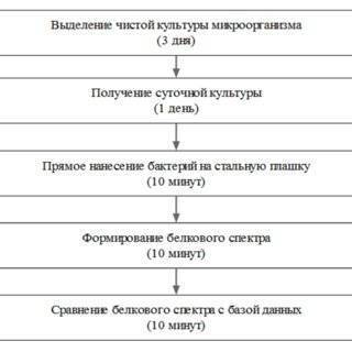 Способы классифицирования бактерий, основанные на изучении их морфологии