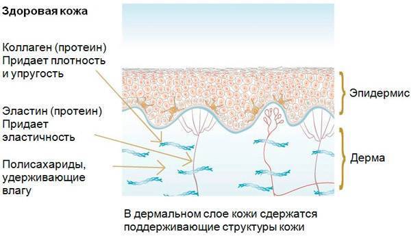 Малассезионный дерматит/отит у собак