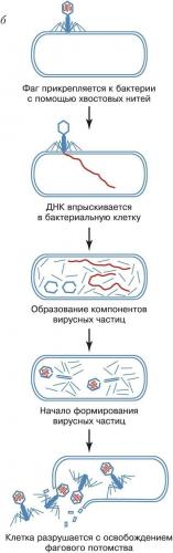 Кишечные инфекции – симптомы, лечение и профилактика