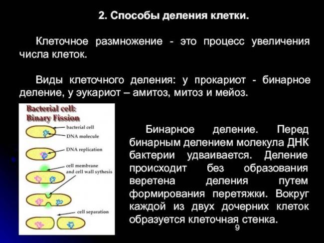Брожение – энергия для бактерий, польза для человека