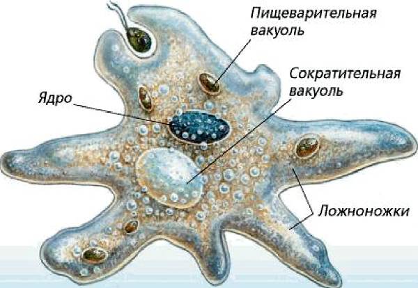 Чем отличаются бактерии от амёбы?