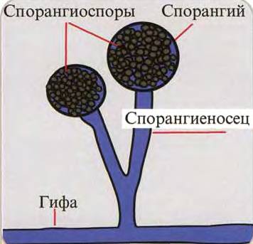 Разнообразие патогенных грибов: можем ли мы защититься от невидимого врага