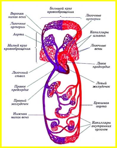 Сердечно-сосудистая система